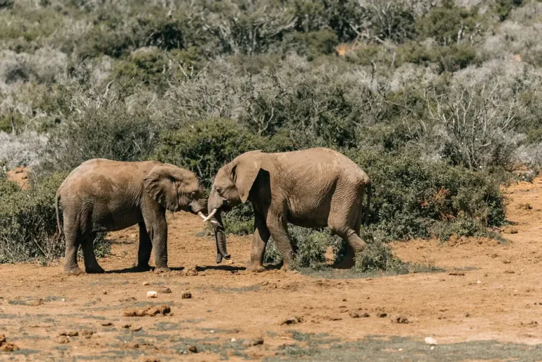 Best Luxury Safari Lodges