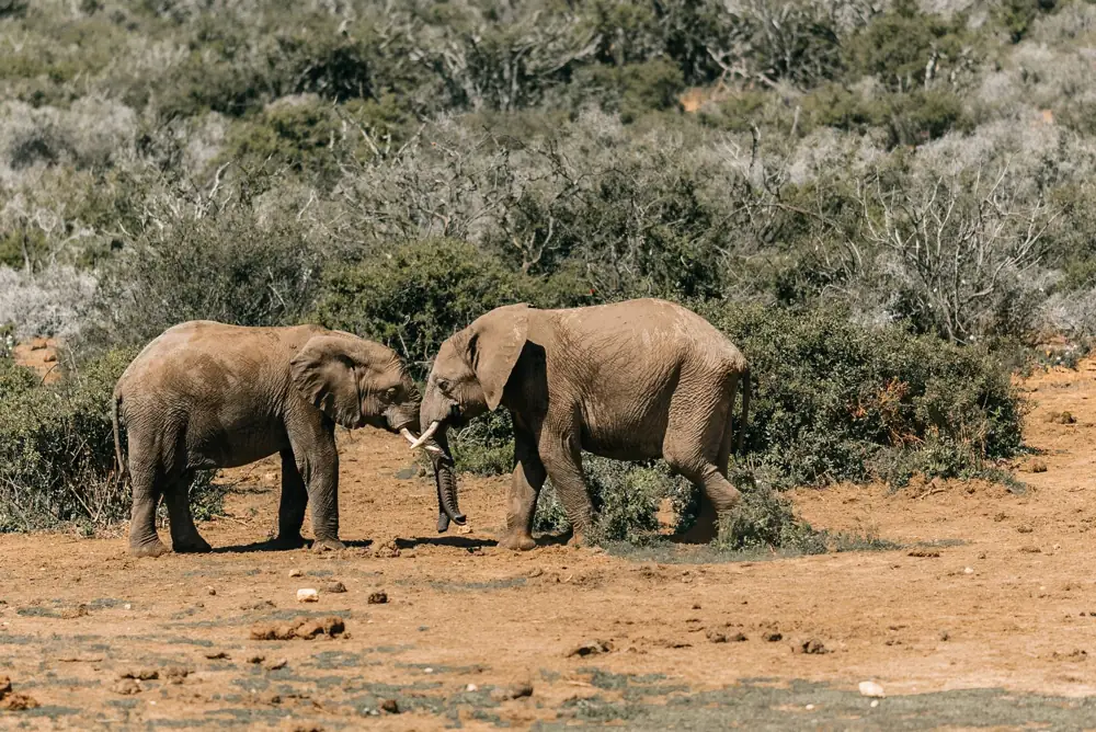 Best Luxury Safari Lodges