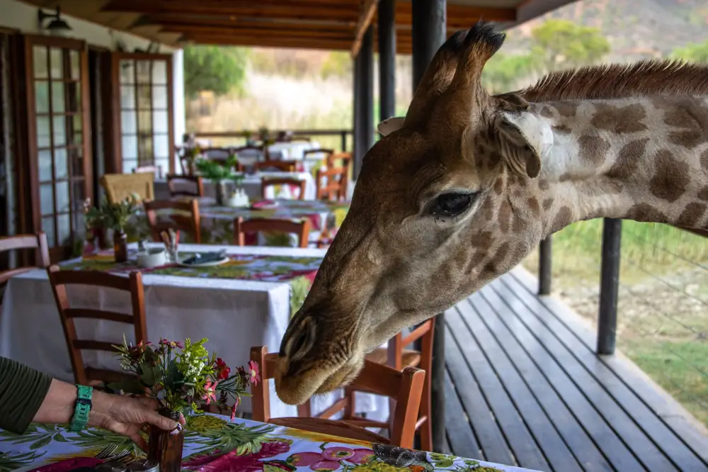 Best Luxury Safari Lodges
