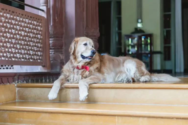Best Pet-Friendly Hotels