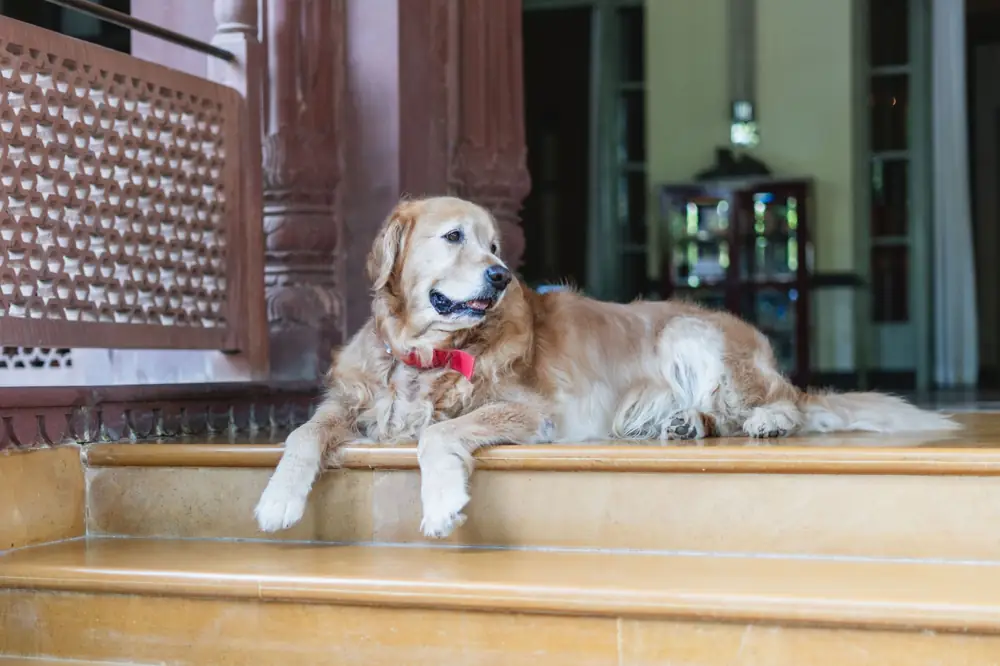 Best Pet-Friendly Hotels