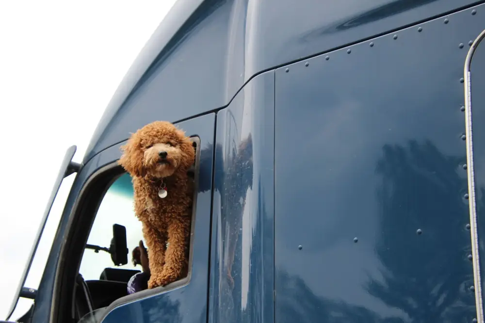 Best Pet-Friendly Hotels